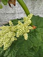 Rhubarbe en fleur (prise a Lens)(1)